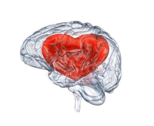 heart-brain-image-400-600